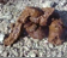 A girl squats on the gravel covered ground and takes a dump. Over 2 minutes.